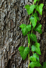 Trunk of a tree and growing ivy