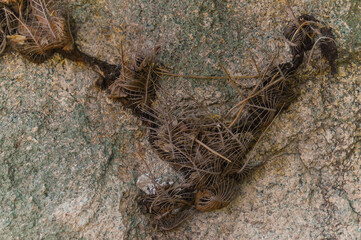 Surface detail of dead leaves between stones