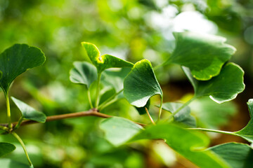 Fototapeta na wymiar Ginkgo biloba green leaves on a tree in Slovakia. Leaves with sunlight. Garden tree.