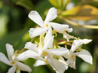 (Trachelospermum jasminoides) Gros plan sur fleurs blanches en cymes paniculées à pétales...