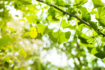 Ginkgo biloba green leaves on a tree in Slovakia. Leaves with sunlight. Garden tree.