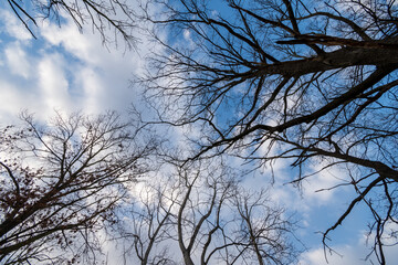 Trees in park Dolni Pocernice, Prague, Czech republic