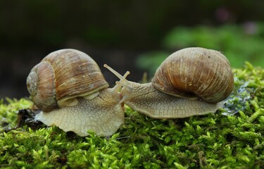 Kissing snails