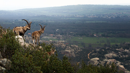 portrait of two male mountain goats leaning out of the cliffs of La Pedriza.