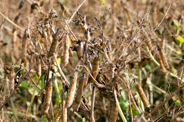 an agricultural field with a ripe crop of peas