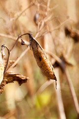 the field with the pea crop is yellow