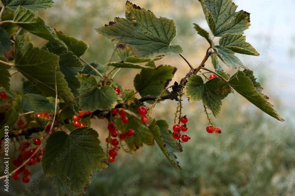 Poster red currant grows on a bush in garden. ripe red currant close-up as background. harvest the ripe ber