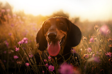 dachshund dog lovely pet portrait magic light sunset

