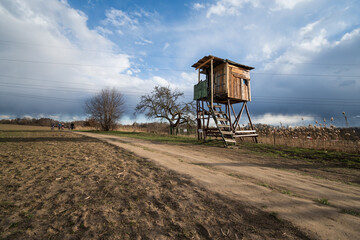Fototapeta premium Tree stand in a field, spring in Prague