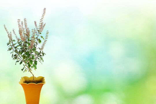 Medicinal green tulsi or holy basil black krishna tulsi indian herb in pot on blur background