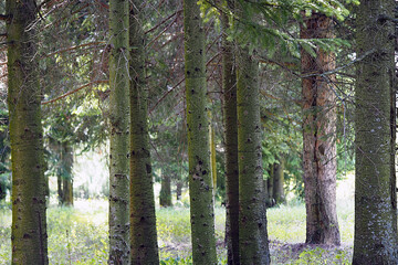 Coniferous forest in summer, spruce, pine, fir
