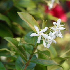(Trachelospermum jasminoides) Gros plan sur fleurs blanches en cymes paniculées à pétales...