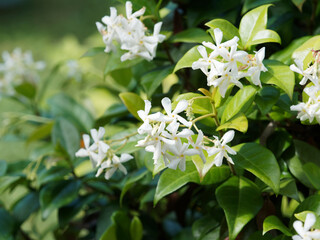 Arbuste liane de jasmin étoilé ou faux jasmin à fleurs blanches décoratives et odorantes dans...