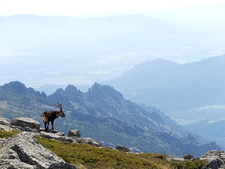 the watchers of the mountains of Madrid.