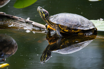 Turtle On Log