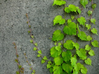 古びたコンクリート壁を伝う蔦の葉
