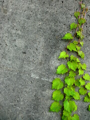古びたコンクリート壁を伝う蔦の葉