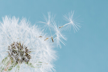 Macro dandelion at blue background. Freedom to Wish.