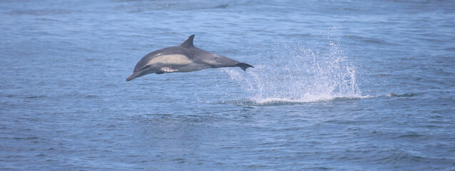 Fototapeta premium dolphin jumping out of water, common dolphin, California Coat 