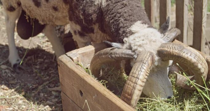 Cute Jacob sheep on farm