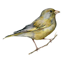 Watercolor card of European greenfinch. Hand painted bird isolated on white background. Wildlife illustration for design, print, fabric or background.