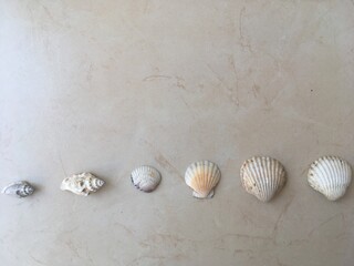 Various sea shells on the tile background