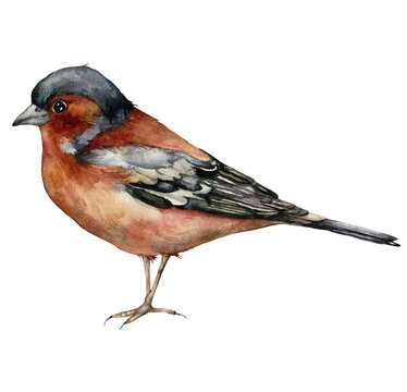 recommend clip art: Watercolor card of common chaffinch. Hand painted bird isolated on white background. Wildlife illustration for design, print, fabric or background.