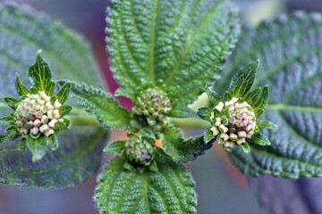 Knospe eines Wandelröschens