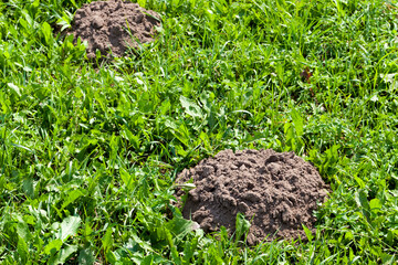 the soil dug by a mole on the territory of a field