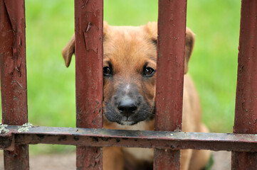 A small, homeless dog, a ginger puppy at the fence. Natural photo.