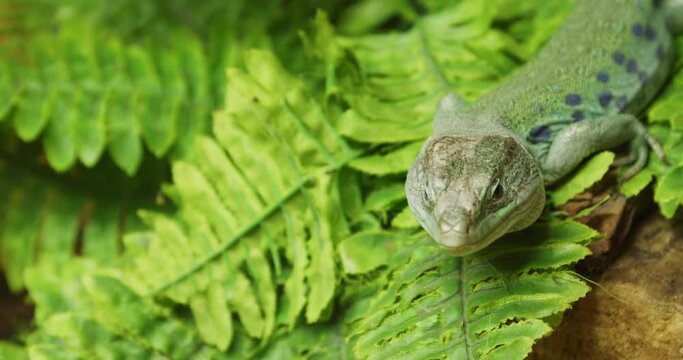 Jewelled lizard in zoological garden