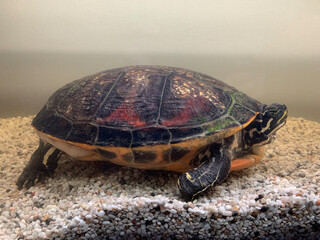 Schildkröte im Aquarium	
