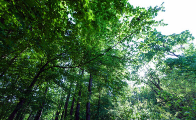 foliage of the trees is illuminated by bright sunlight