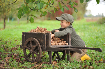 Child, boy 6 years old, harvesting walnuts, outdoor. Natural light.