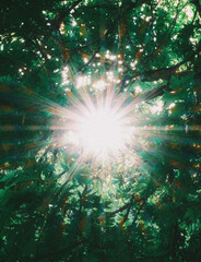 Fototapeta premium sun shining through trees