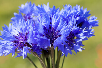 collected bouquet of blue wildflowers cornflower