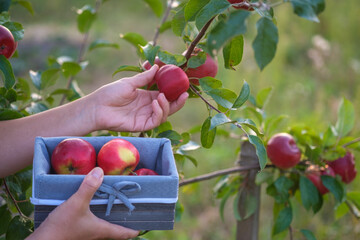 young woman picks red apples from a tree in the garden in a basket