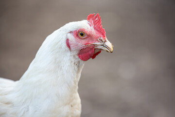 Portrait of a white chicken against neutral background