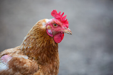Portrait of a brown chicken against neutral background