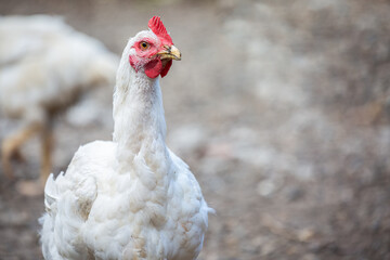 Portrait of a white chicken against neutral background