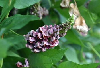 Blüte einer Erdbirne