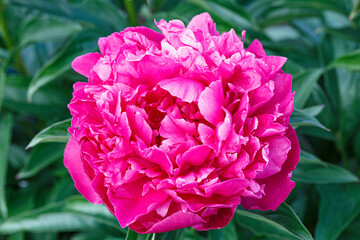 Beautiful Ortrud  pink baroque flower peony lactiflora in summer garden, close-up