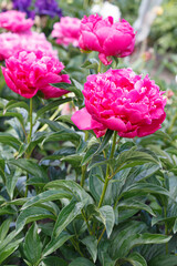 Beautiful Ortrud  pink baroque flower peony lactiflora in summer garden