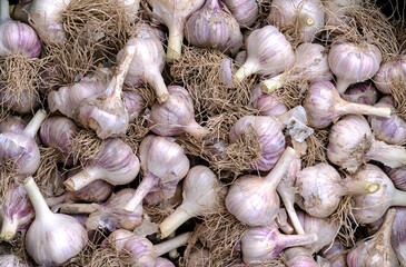 Autumn harvest - Heads of pruned garlic