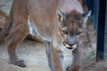 Cougar