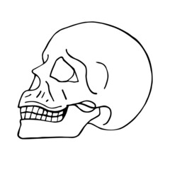 Vector hand drawn doodle sketch human skull isolated on white background