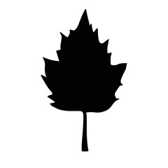 Vector hand drawn autumn leaf silhouette isolated on white background