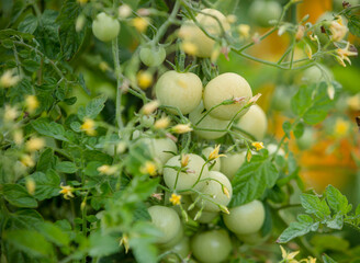 green tomatoes in the garden