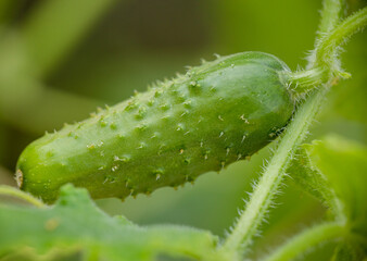 cucumber on a branch