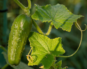 cucumber on the vine